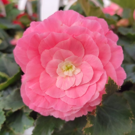 Nursery and Garden Center in MetroWest and Bedford, MA