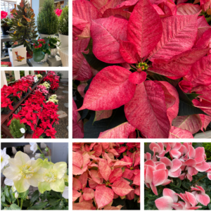 New England Nurseries Holiday Open House on Saturday - The Bedford Citizen